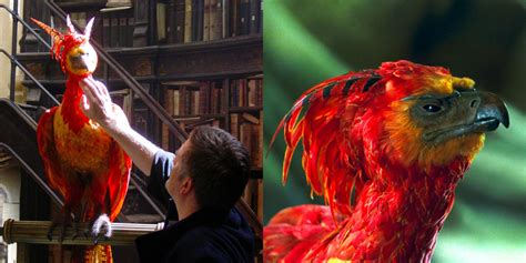 what constellation is fawkes named after|Harry Potter: 10 Facts About Fawkes The Phoenix。